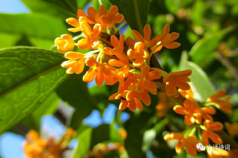 桂花照片高清图片大全图片