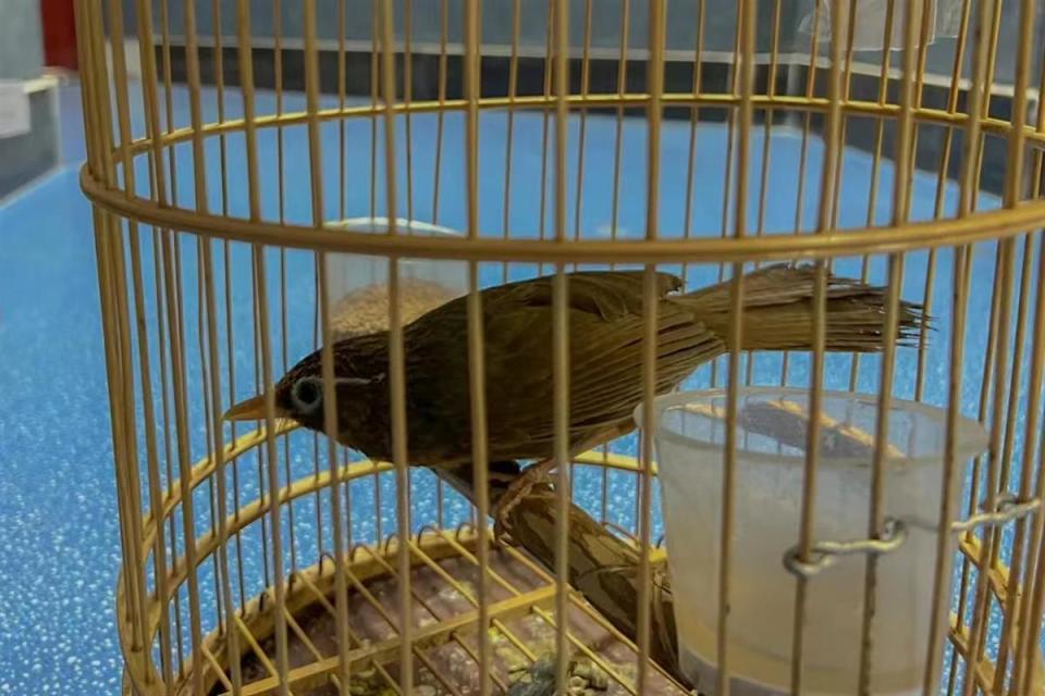 抓了26只画眉鸟,三人获刑