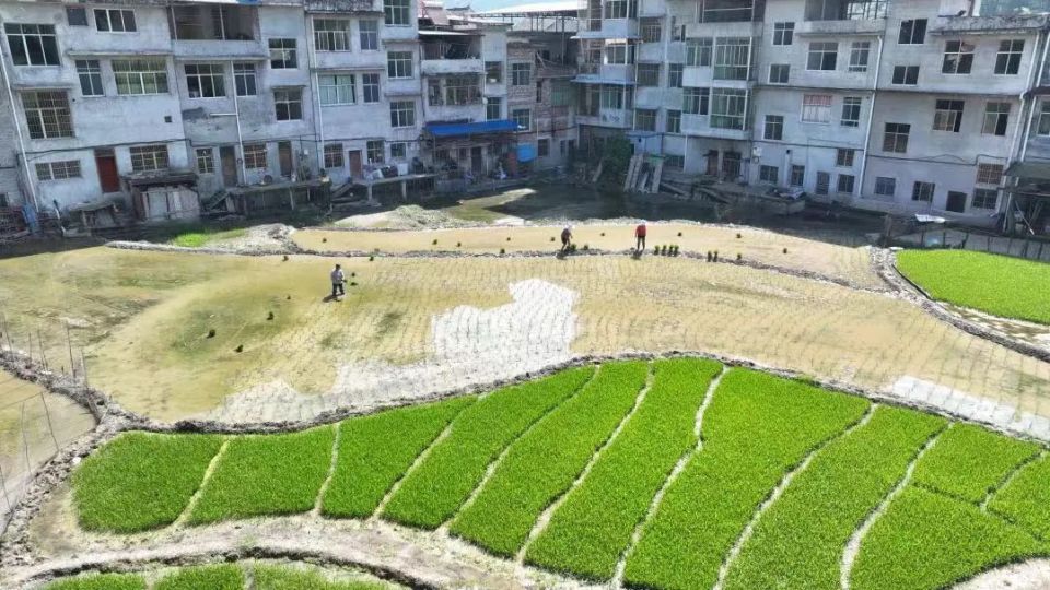 好风光!又到插秧季,黄平稻田披"绿装"