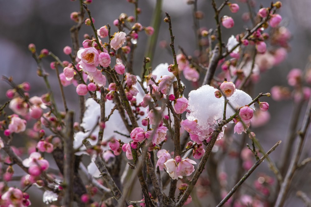 雪中红梅更娇艳