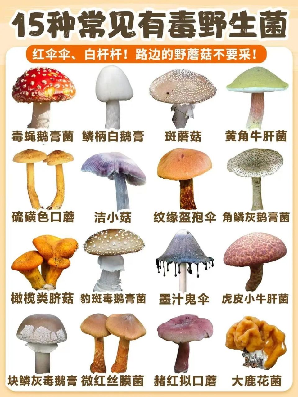 禁食野生蘑菇宣传图片图片