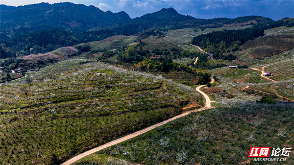 摄影:周日忠▲图说:3月24日,天气晴朗,靖州县排牙山林场金秋梨基地