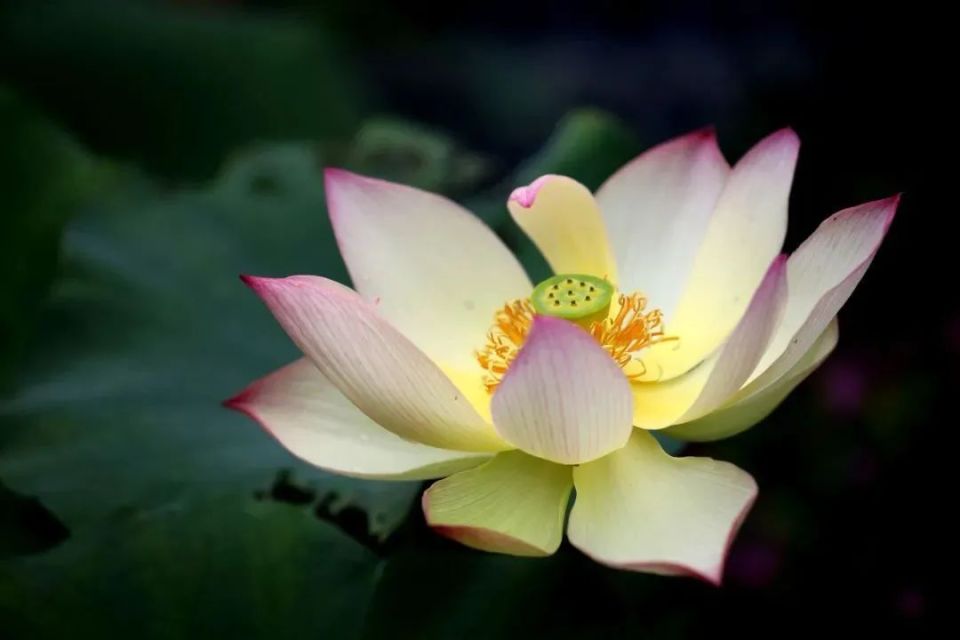 临近荷花季,你知道西湖里有多少种荷花吗?