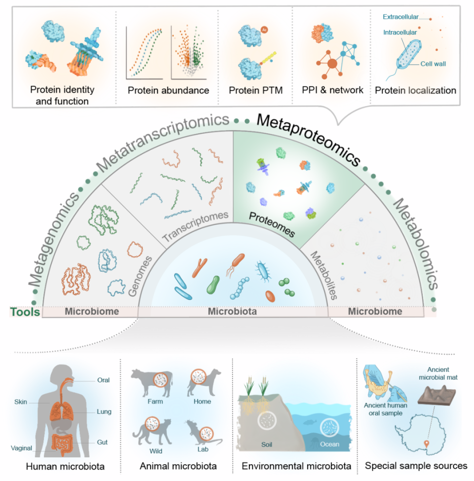 iMeta | 国际宏蛋白质组学倡议- 全球专家手把手教你用好宏蛋白质组学-腾讯新闻