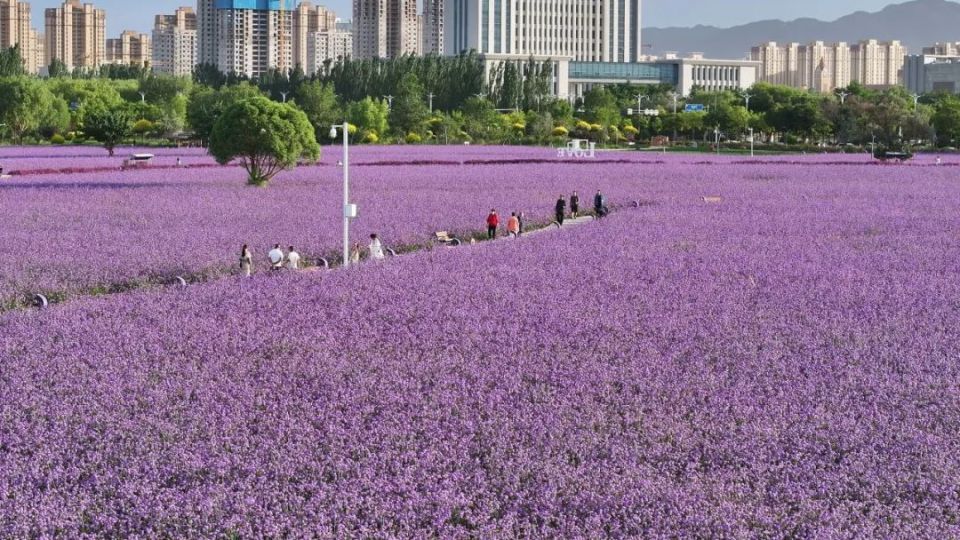 夏日紫金花海你心动了吗?