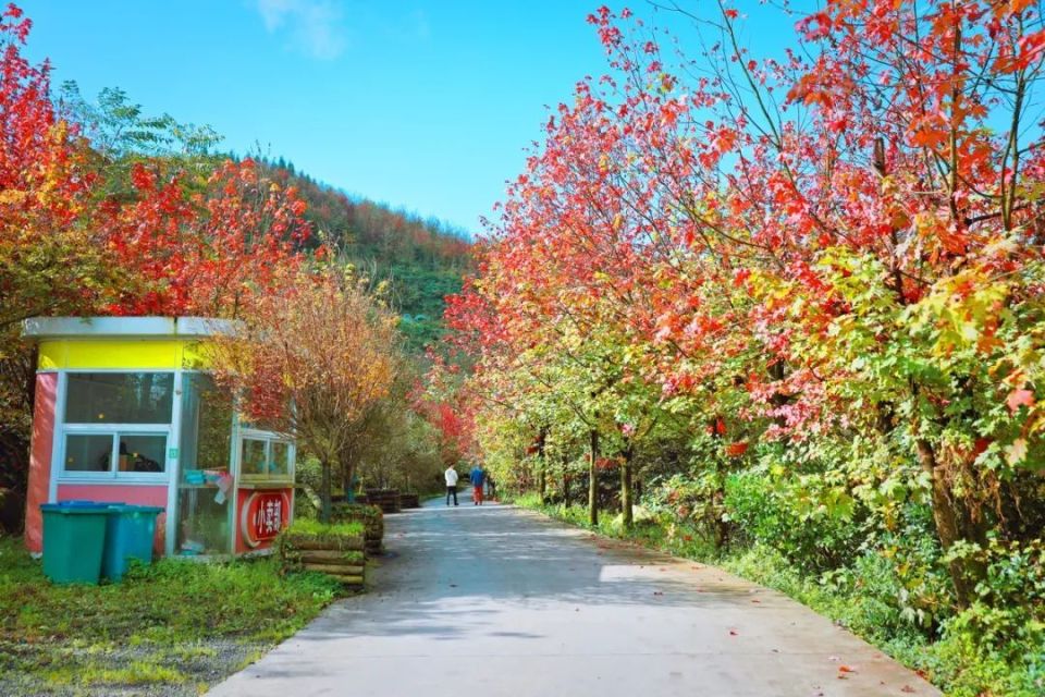 川西红枫岭图片