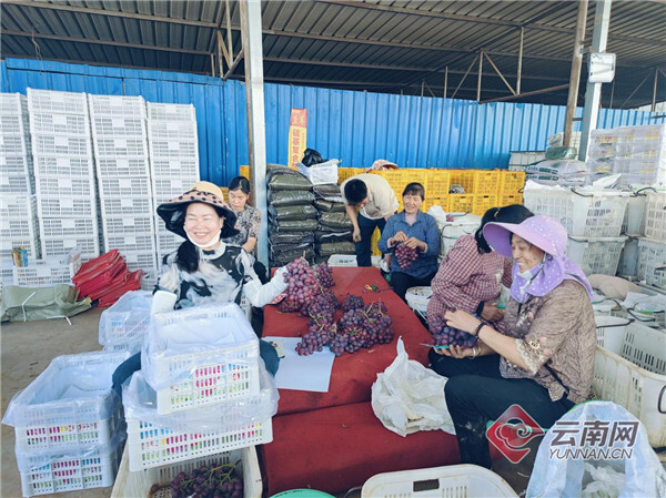 8吨左右,价格达到36元一公斤,价格还不错.