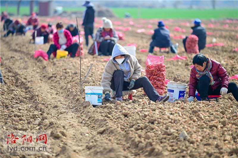 孟津区白鹤镇规模化种植中药材带动农民增收致富组图