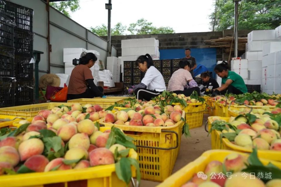 【巩固拓展脱贫攻坚成果 全面推进乡村振兴】黄桃丰收采摘忙 为村民