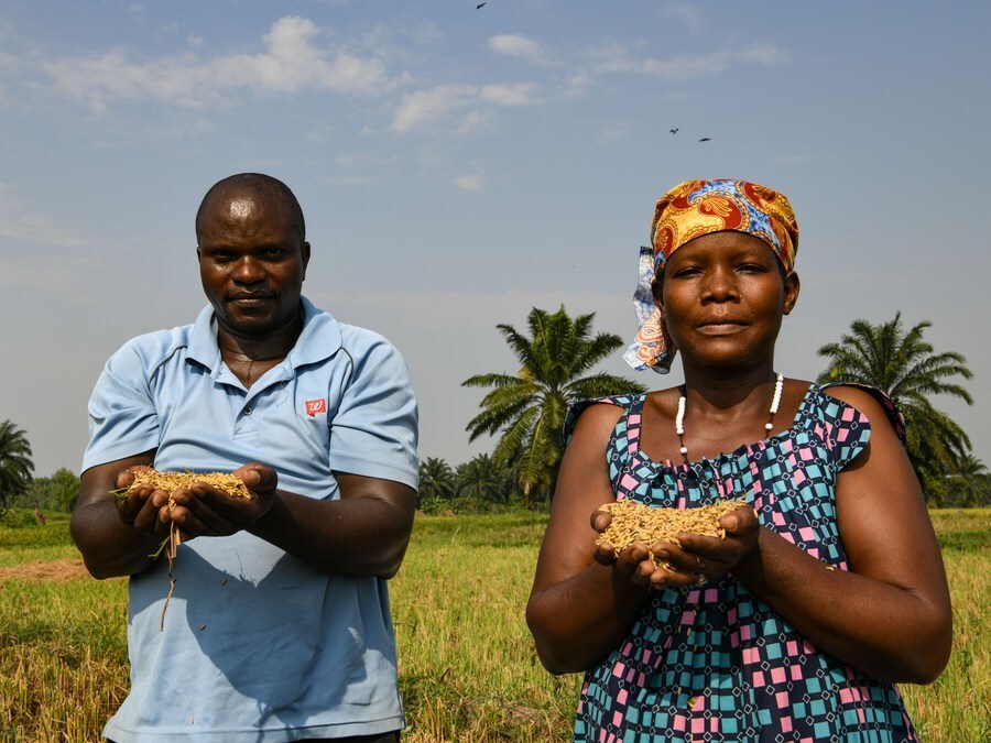 (新华社记者韩旭摄)杂交水稻还为非洲减贫事业作出贡献.