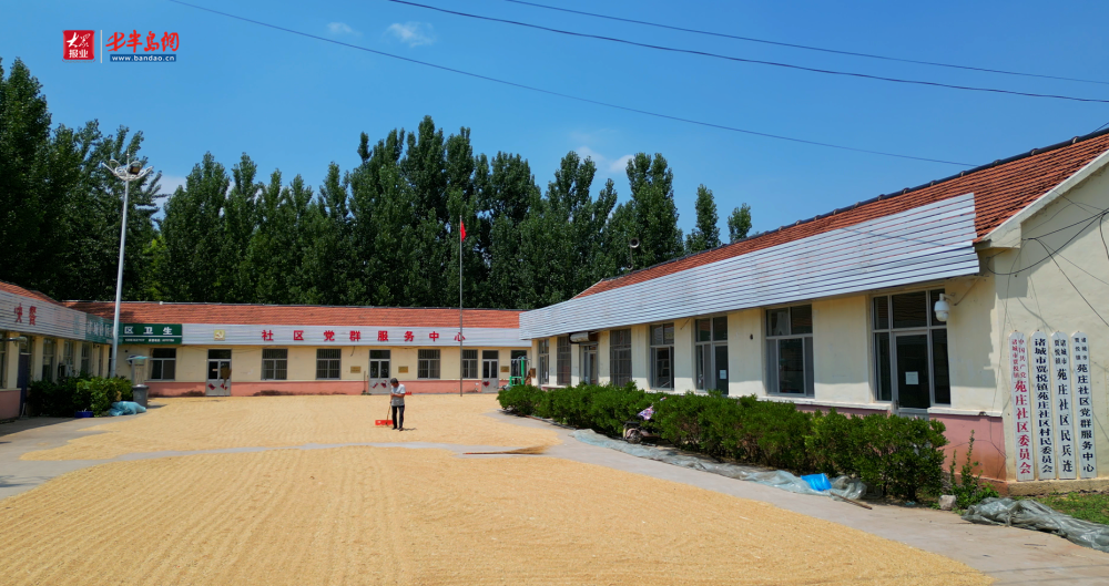 诸城市贾悦镇开放部分道路和社区大院支持农民晒粮 网友点赞:麦收的