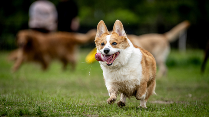 乡村发展文旅经济,连狗狗都不放过?