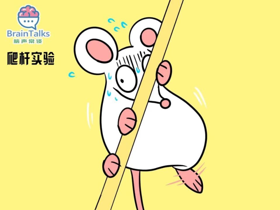 madsen测试什么脑声常谈丨啮齿动物中风模型行为测试范式汇总_https://www.jmylbn.com_新闻资讯_第4张