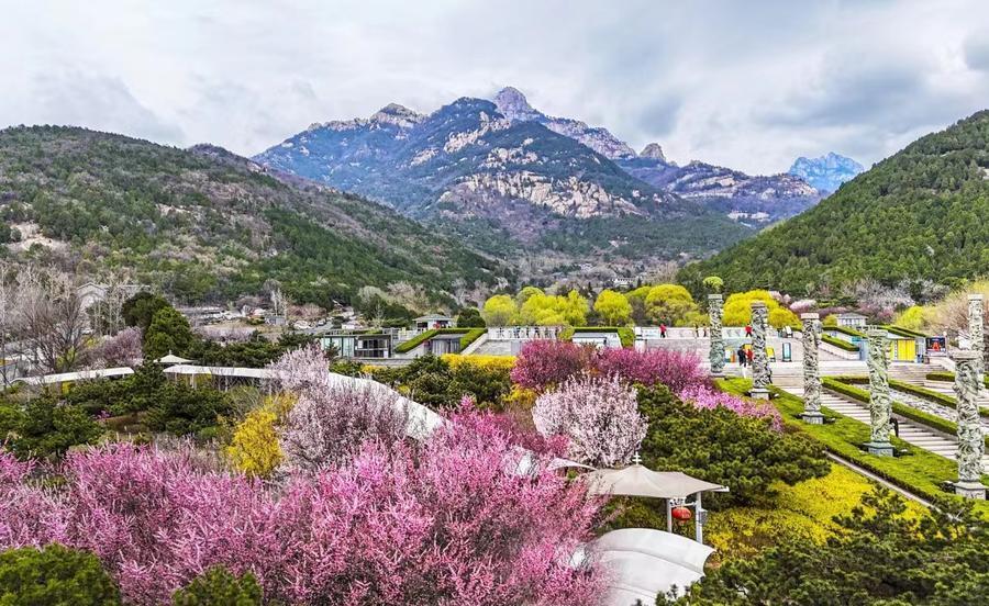 泰山植被图片