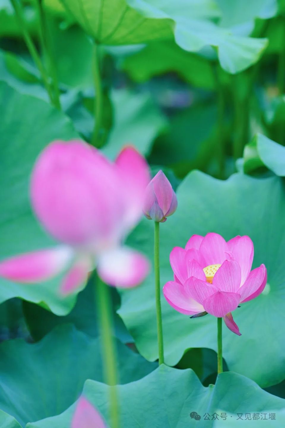 清凉一夏都江堰︱逃离城市喧嚣~尽情享受田园最美荷花季