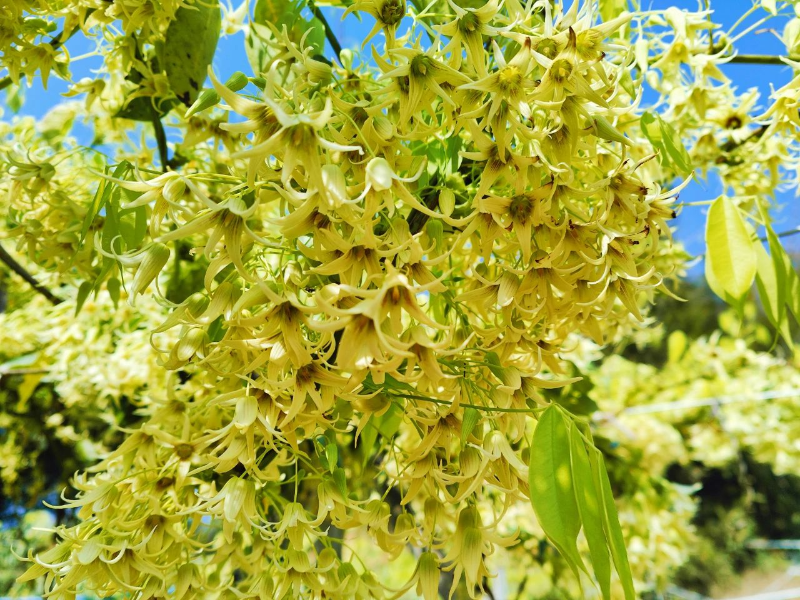 身子低头看花面都朝下吊挂着开得灿烂无比只见一树树的九月黄花朵挂在