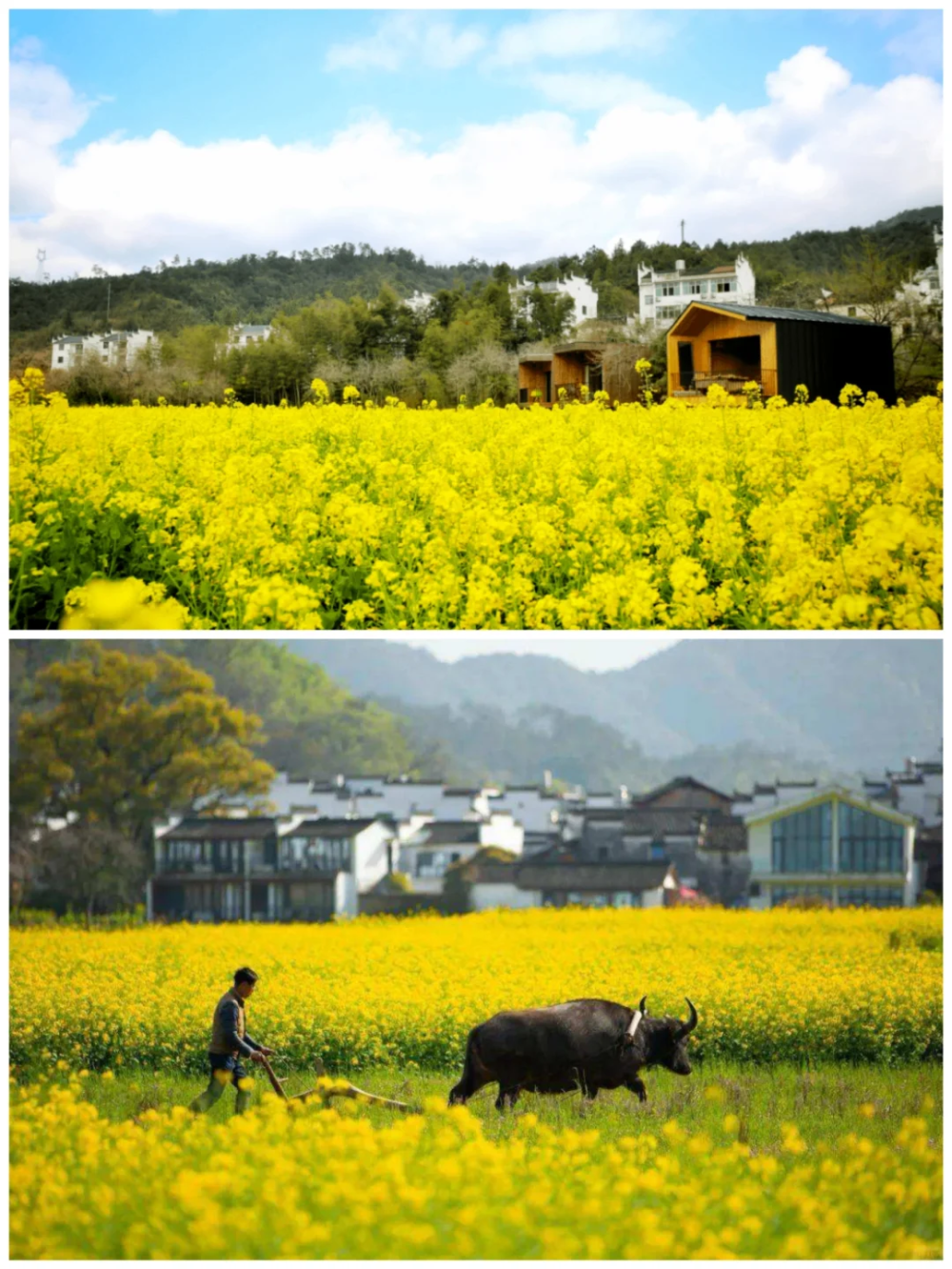 在婺源,游客们还可以选择入住当地的民宿,感受婺源的风土人情.