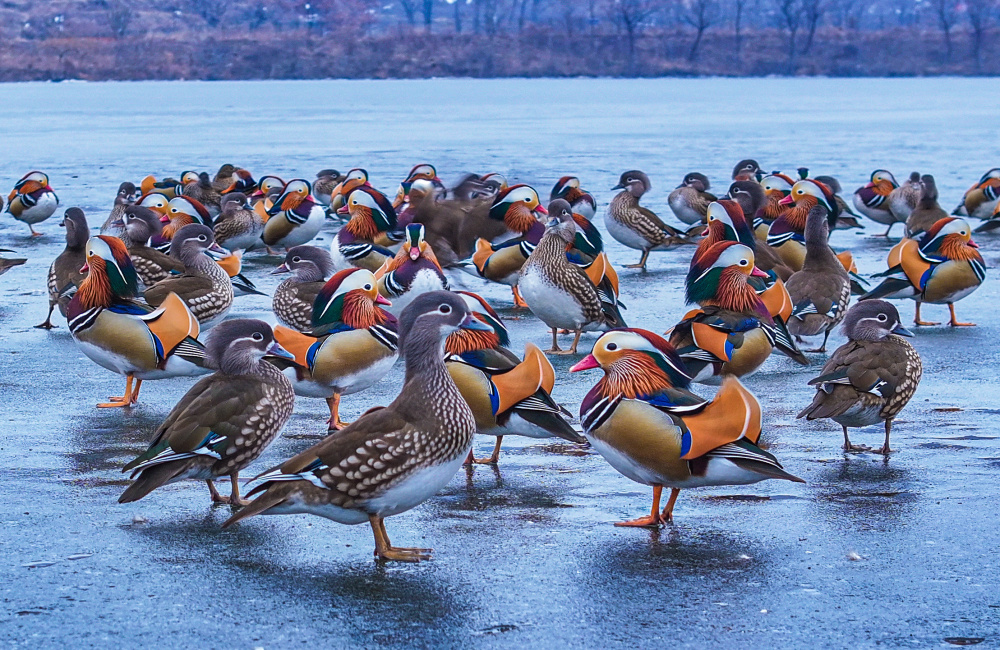 山东威海鸳鸯越冬扮靓冬景