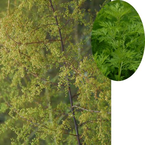 上海俗语"红脚桶里翻个身"是啥意思?由来是……丨半农笔谈