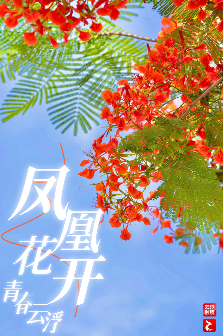 凤凰花开满天红,云浮"百千万"火热绽放
