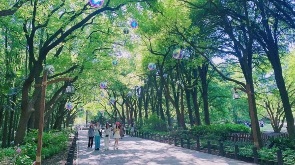 梦幻泡泡森林,绚丽八仙花展,绿荫下的清凉……都在上海这个免费公园!