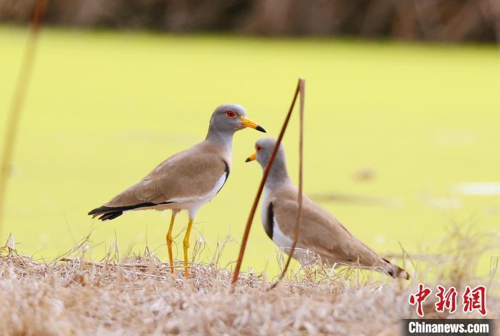三有保护鸟类灰头麦鸡现身安徽祁门