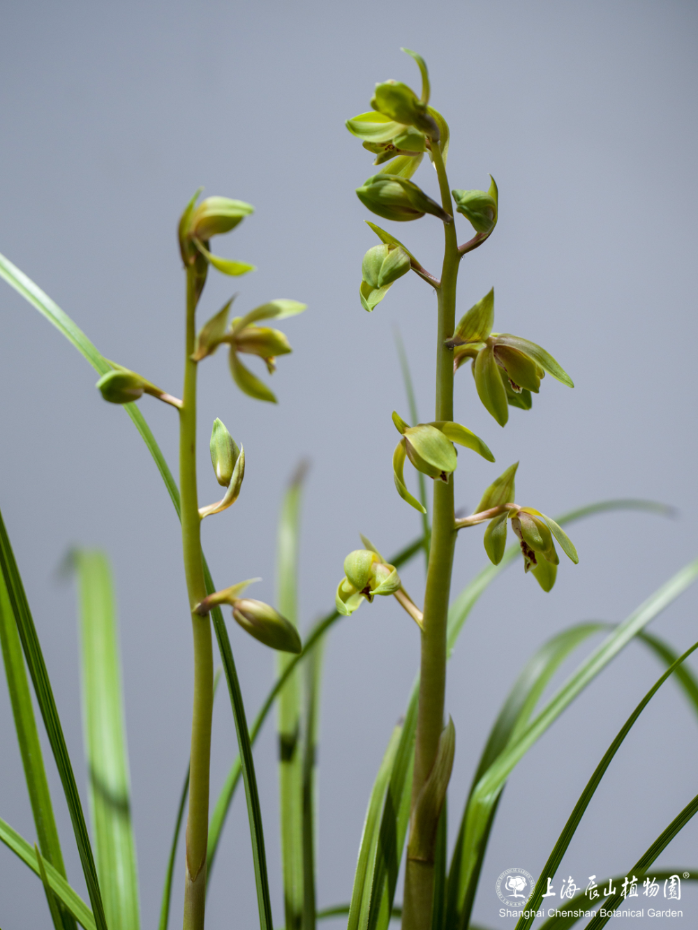 30余种精品蕙兰一次赏!蕙之华国兰特展持续至5月12日,欲赏从速噢