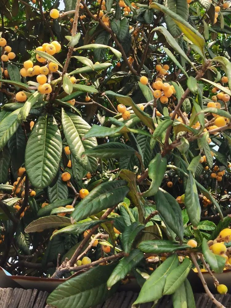 【四季皆美】初夏的甜蜜,枇杷熟了