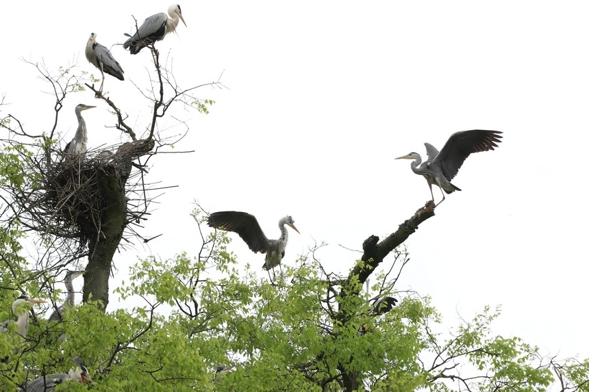 习水生态环境美苍鹭偕春归