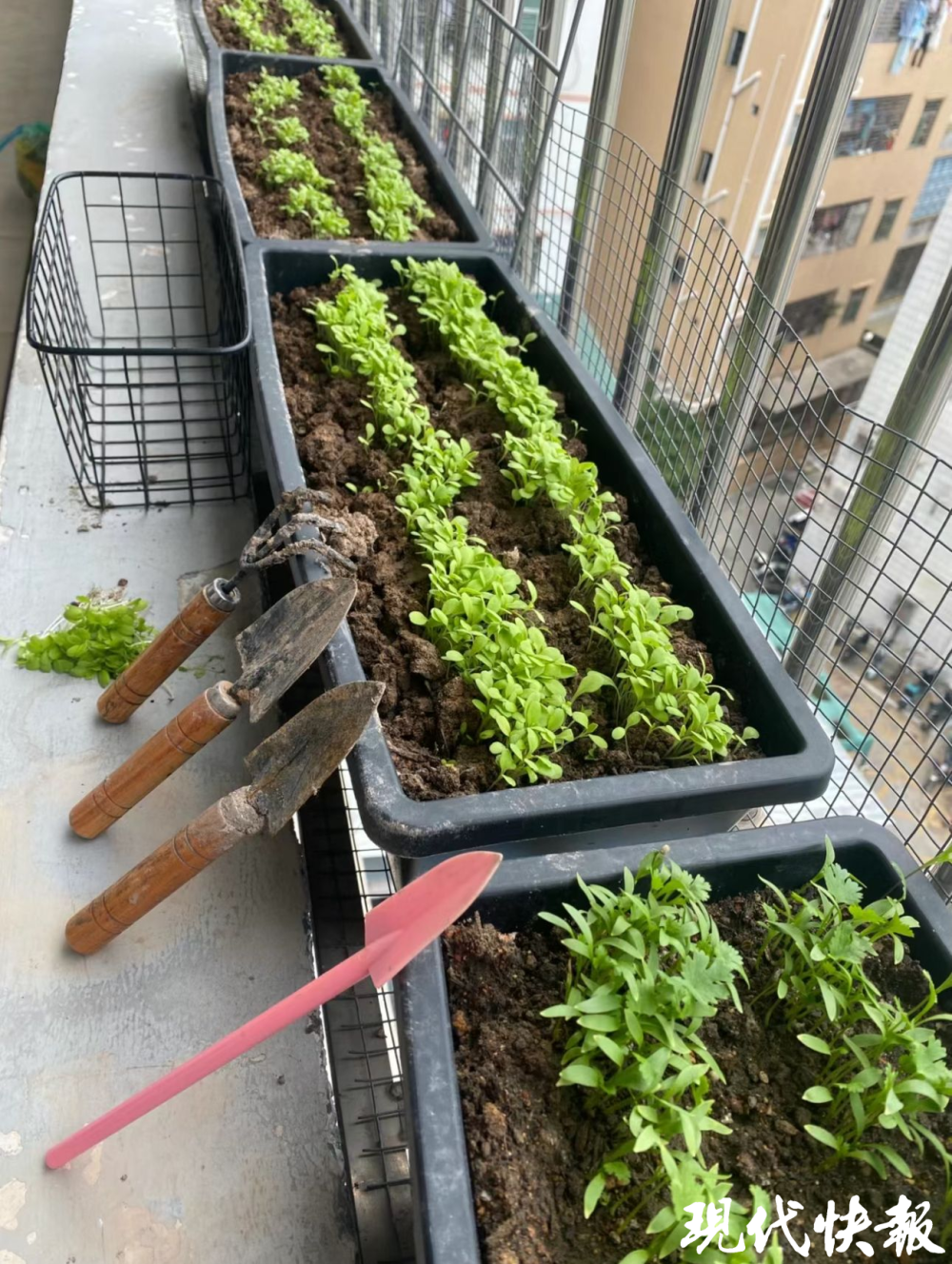 阳台变身"开心农场",这个春天你种菜了吗?_腾讯新闻