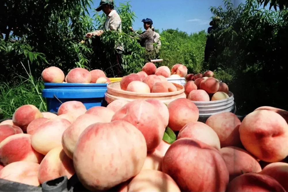 当下时节,南响堂山森林公园层层叠叠的苗木与山间花草相互映衬,让人一