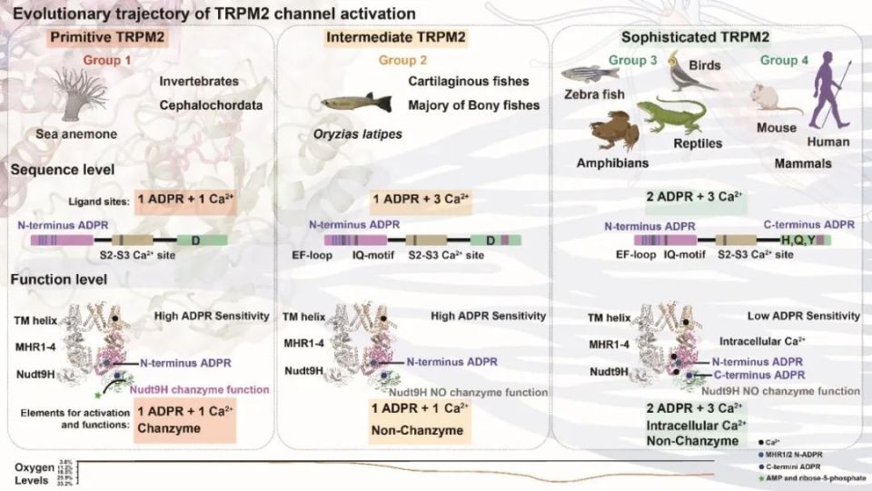 Science Bulletin | 浙江大学杨巍团队揭示TRPM2离子通道配体激活模式的演化历程_腾讯新闻