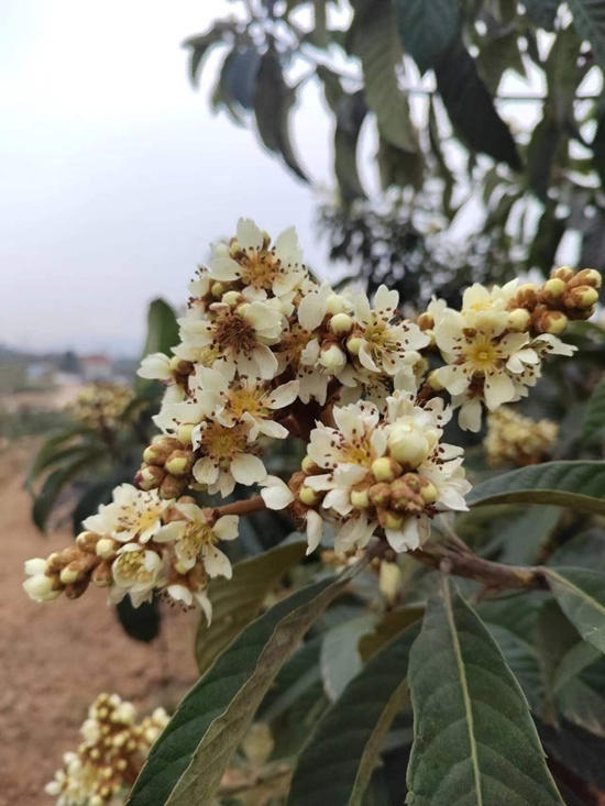 全省春花枇杷现场观摩培训会在成都市天府新区召开_腾讯新闻