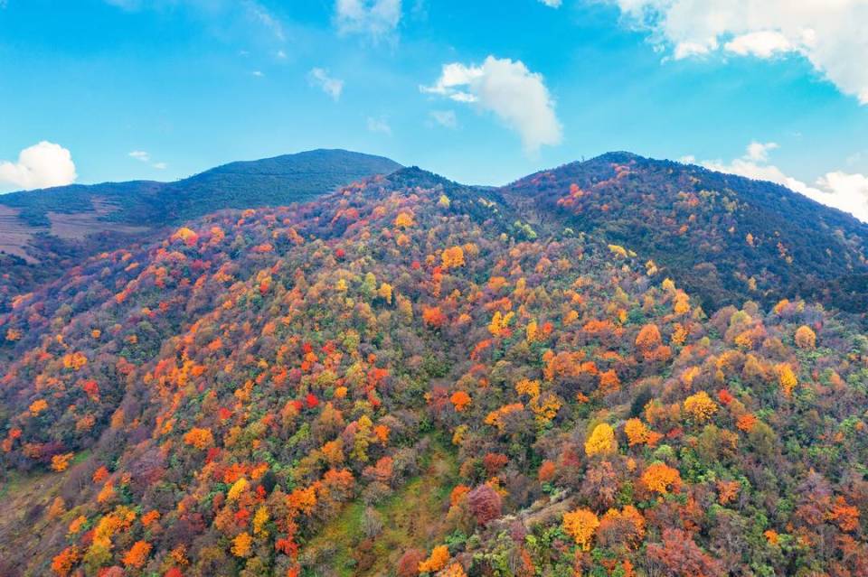 图集丨层林尽染四川金阳县百草坡秋色醉人