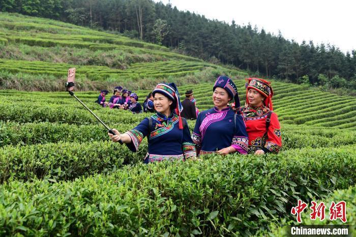 广西茶旅融合助力乡村振兴