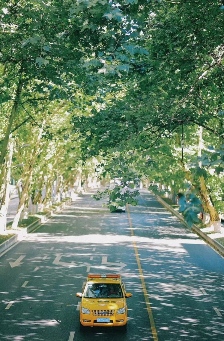 夏天的凉爽枝繁叶茂 树影浓密道路两旁的法国梧桐树绝对会无数次反复