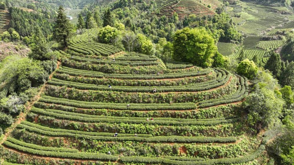 福建武夷山正山小种顶级红茶金骏眉开采