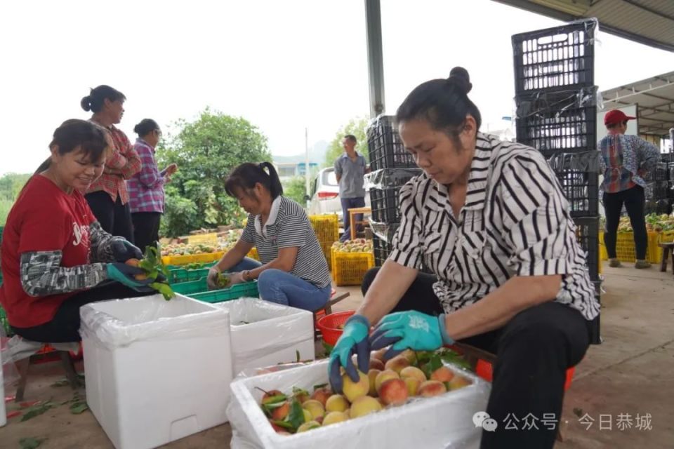 【巩固拓展脱贫攻坚成果 全面推进乡村振兴】黄桃丰收采摘忙 为村民