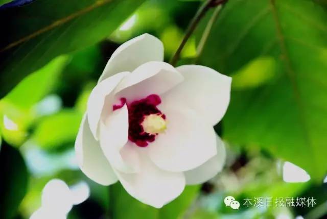 本溪春花盛开:踏青赏花最佳路线指南_腾讯新闻