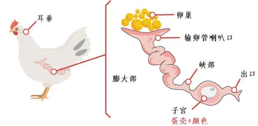 母鸡蛋道图 泄殖腔图片