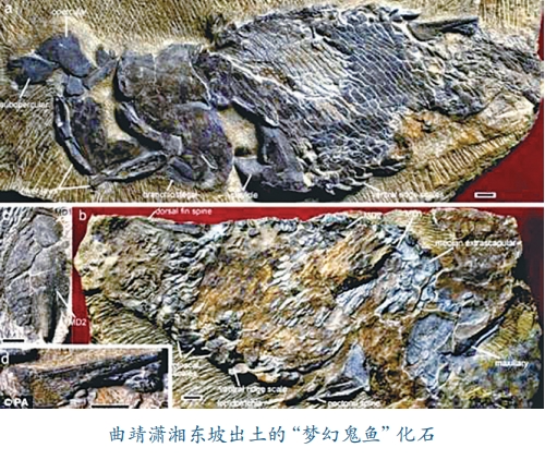 村动物群开始,筇竹寺期的澄江动物群只是寒武纪生命大爆发的高峰期,而