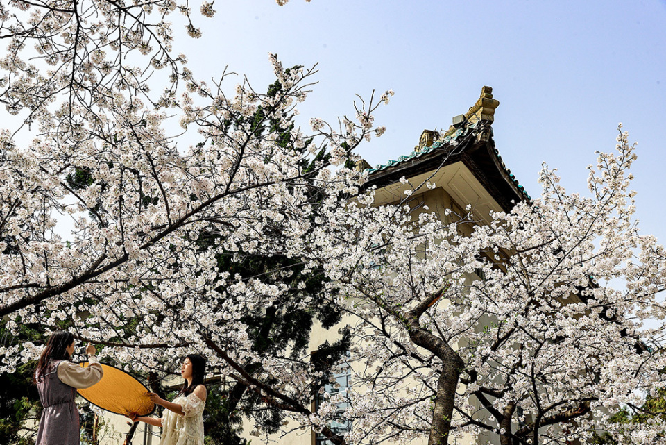 直击|武大樱花开放,实行网络预约不收任何费用_腾讯新闻