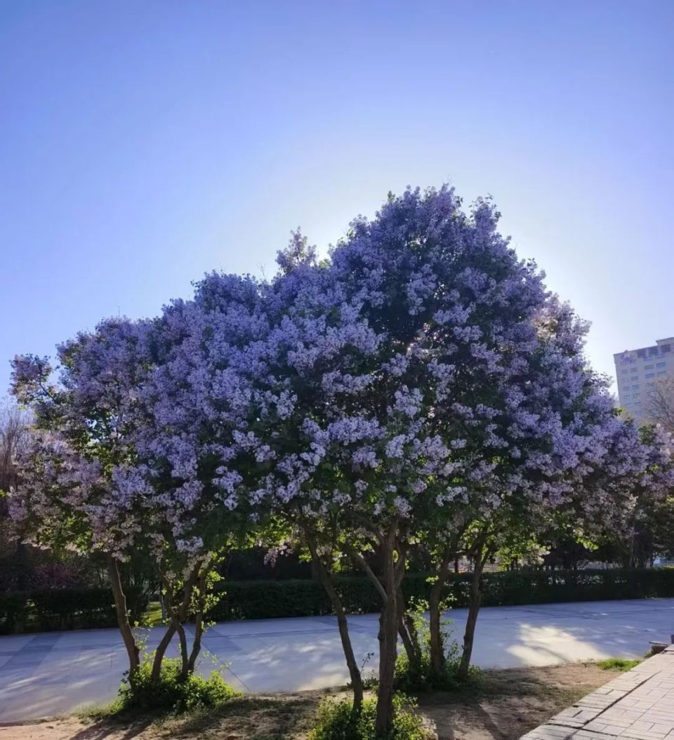 高清大图看西宁丁香盛放!