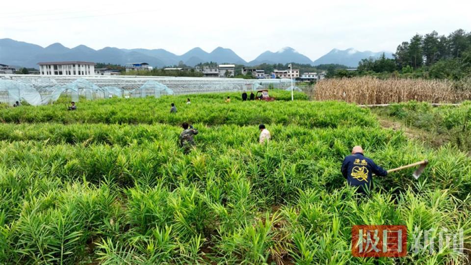 [南方生姜网-图片加载]