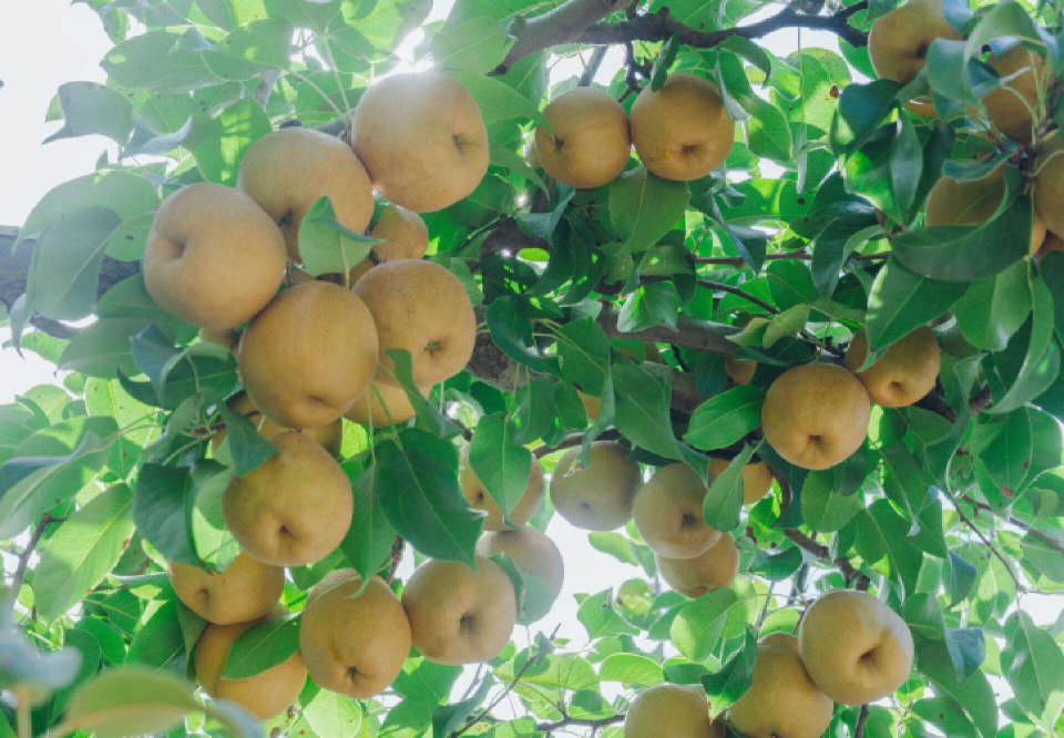 晋宁普达村梨园大黄梨喜迎丰收