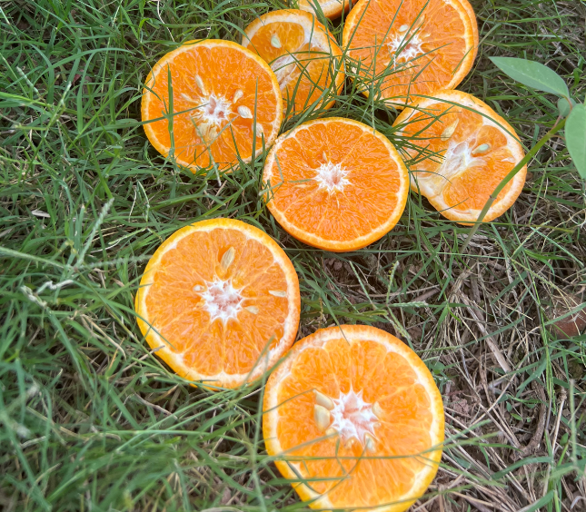 云南千野老树蜜柑,果肉细腻,甜蜜多汁,一口一瓣超过瘾