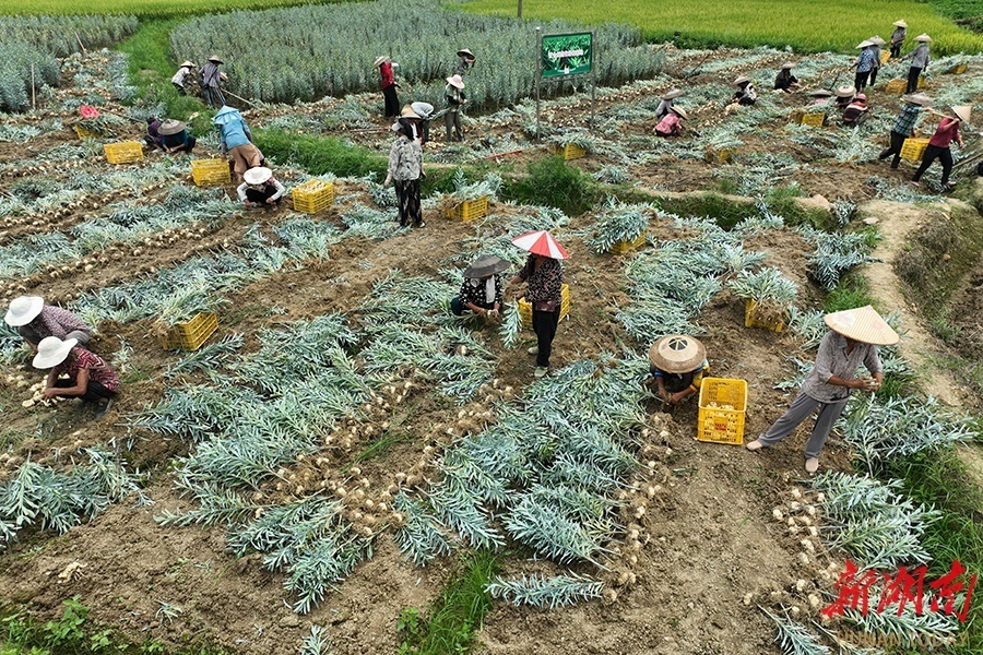 近期,湖南省宝庆农产品进出口有限公司的龙牙百合种植基地喜获丰收