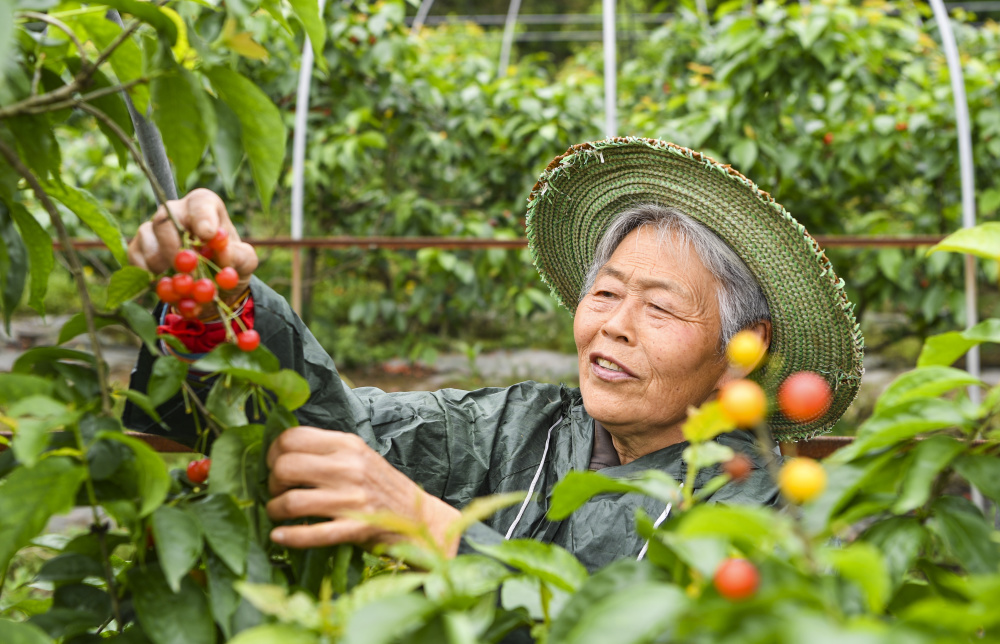重庆璧山:樱桃采摘正当时