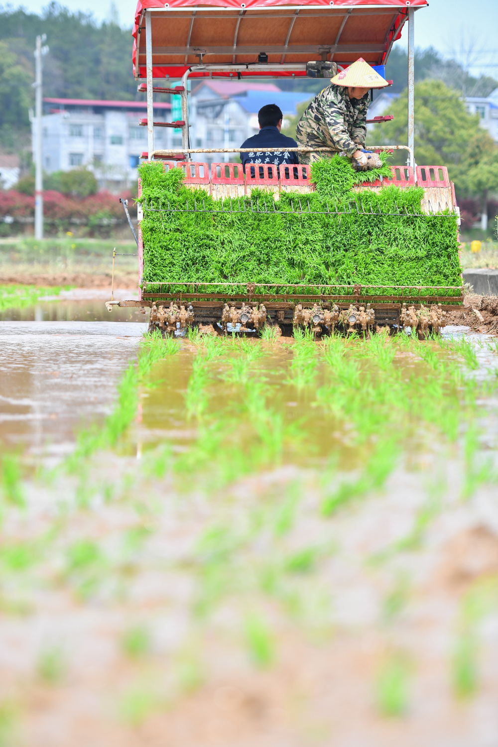 在湖南省浏阳市龙伏镇的双季稻种植示范基地,农民驾驶抛秧机,插秧机