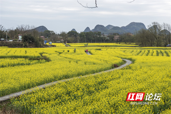 寻景记 | 道县"月岩":山外春光明媚,山内别有洞天_腾讯新闻